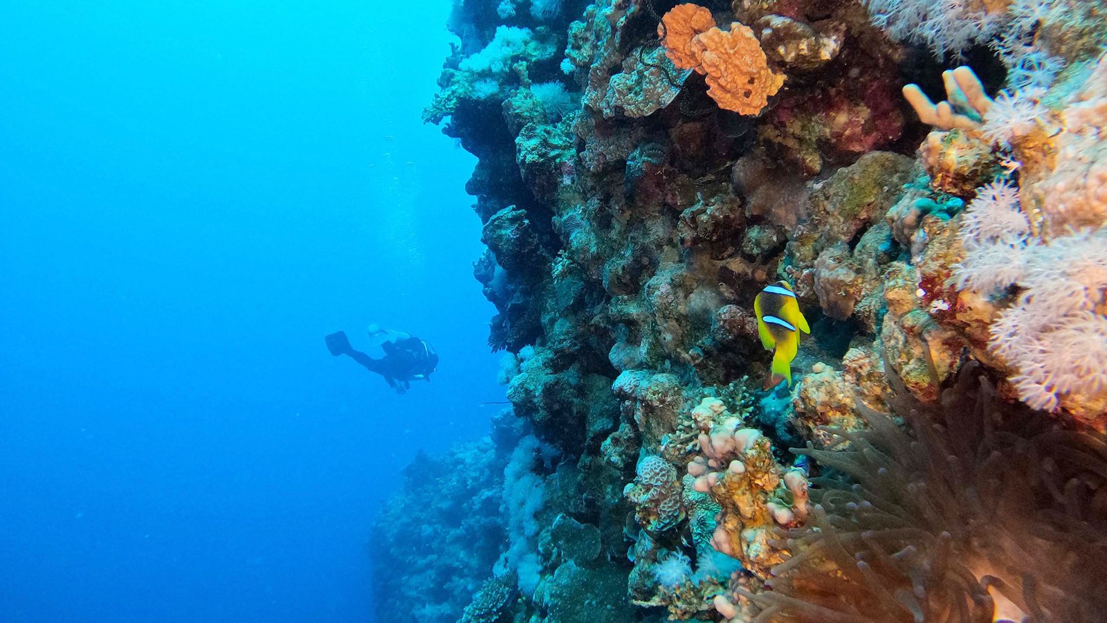 Aqaba Power Station wall dive – AQUORIX background